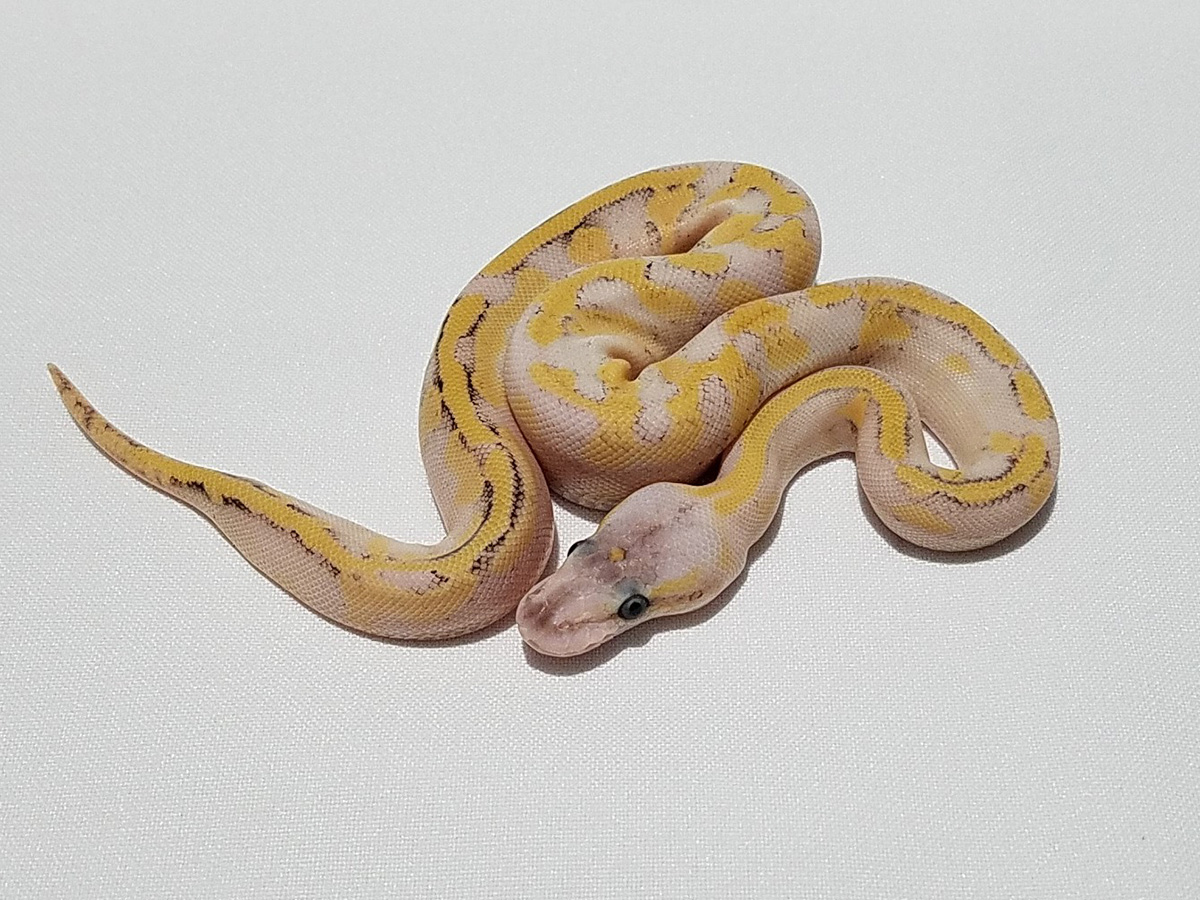 Champagne Enchi Pastel Phantom