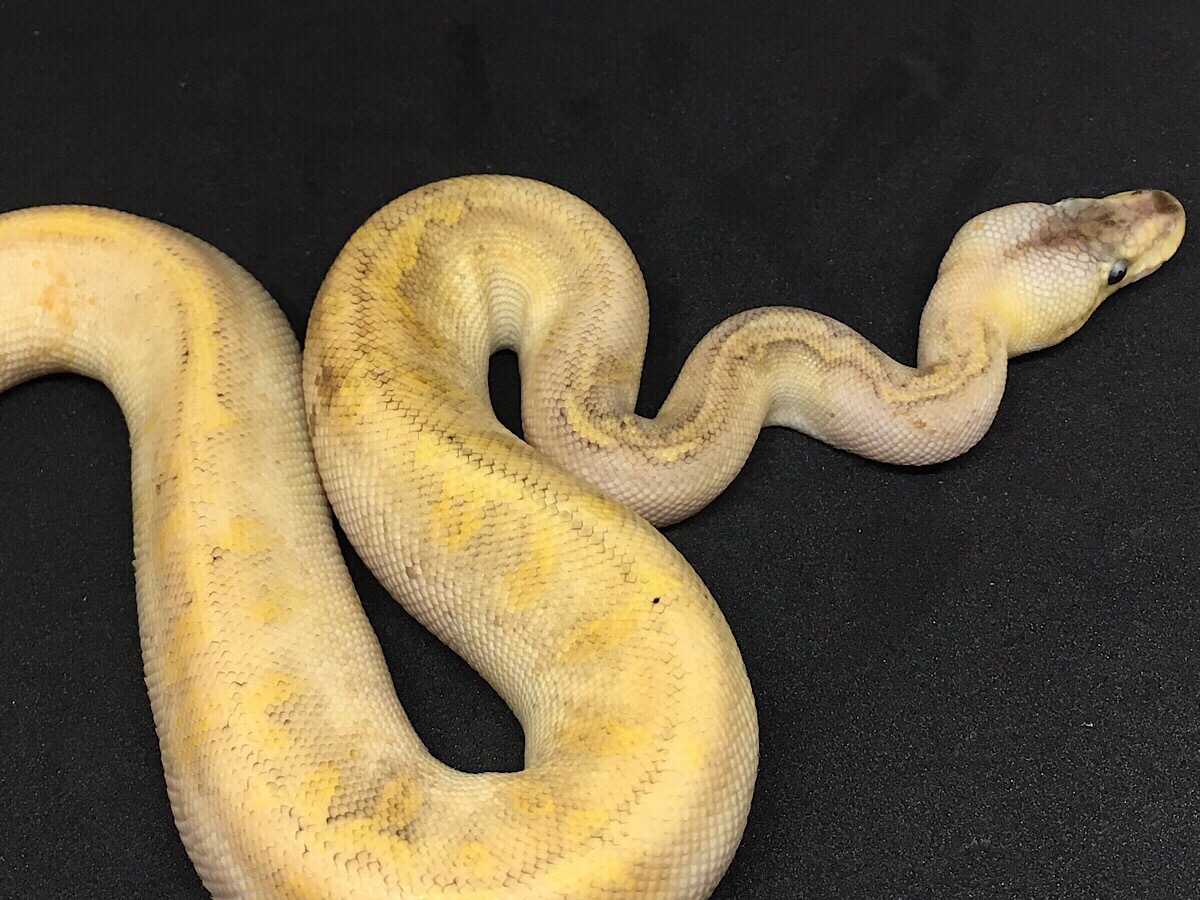 Champagne Enchi Pastel Yellow Belly