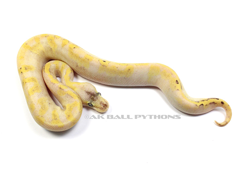 Pastel Champagne Ball Python