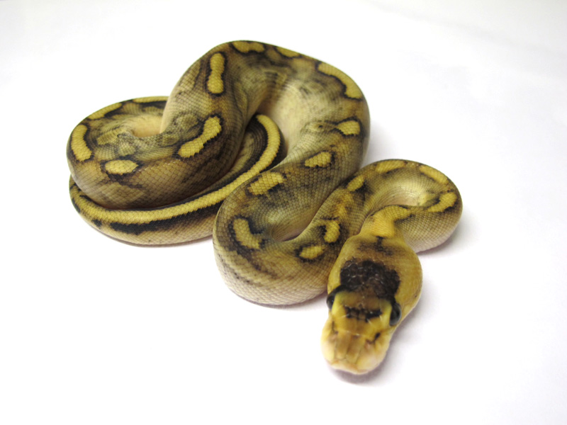 Champagne Enchi Yellow Belly