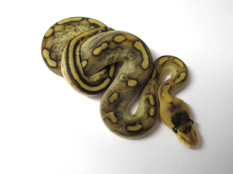 Champagne Enchi Yellow Belly