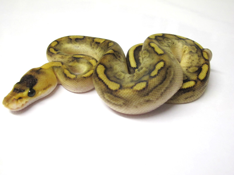 Champagne Enchi Yellow Belly