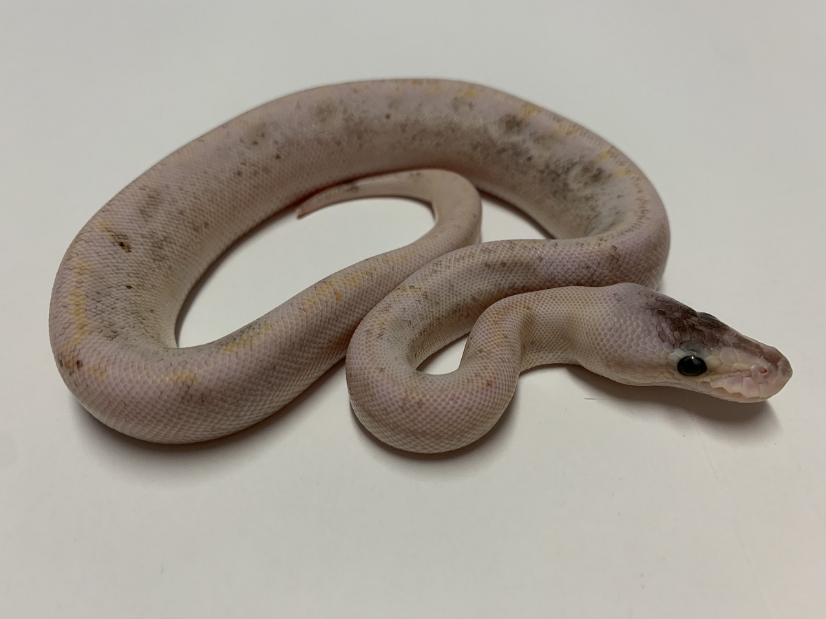 Champagne Fire Lesser Pastel Pinstripe