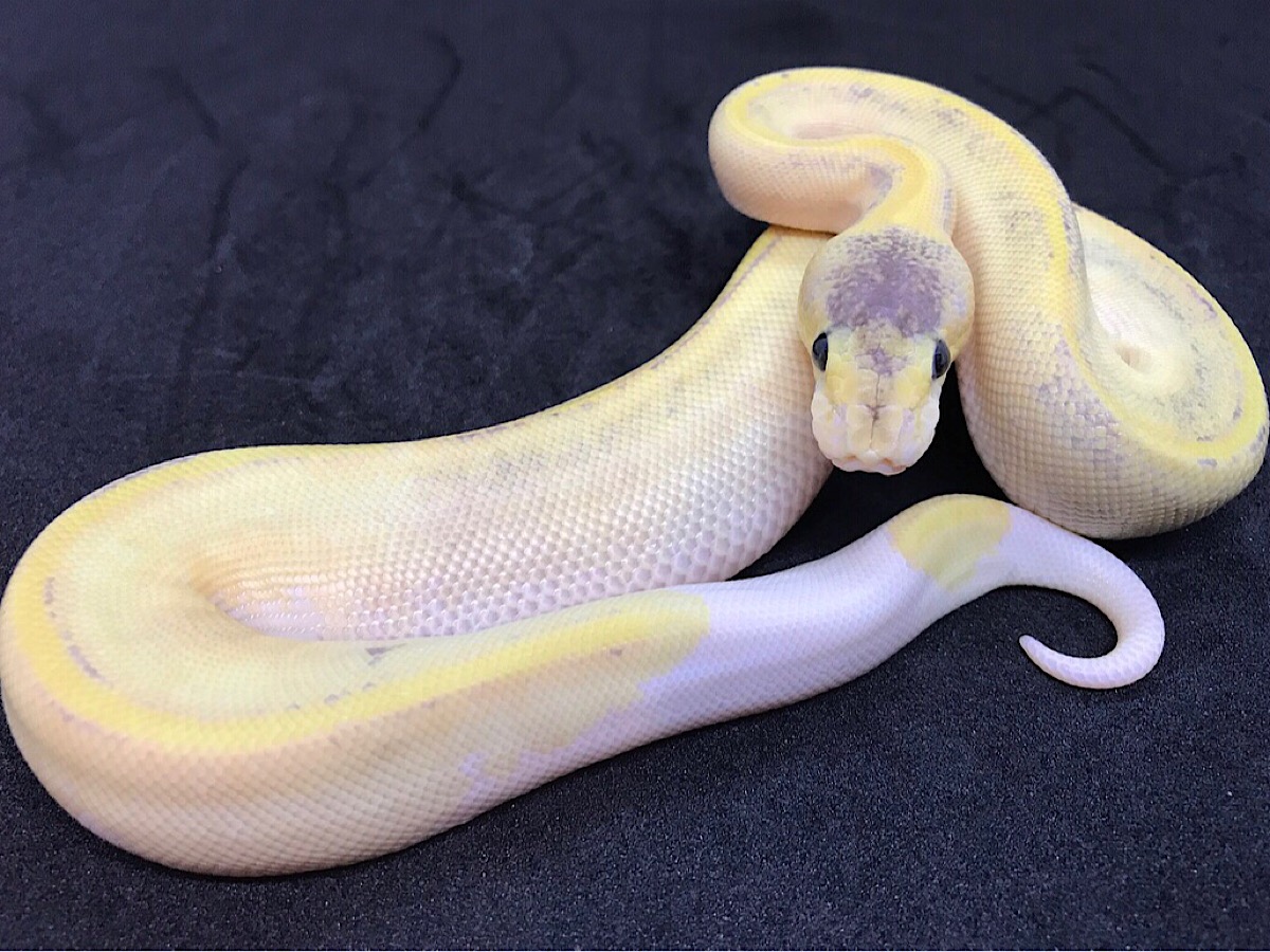 Champagne Fire Mojave Pastel