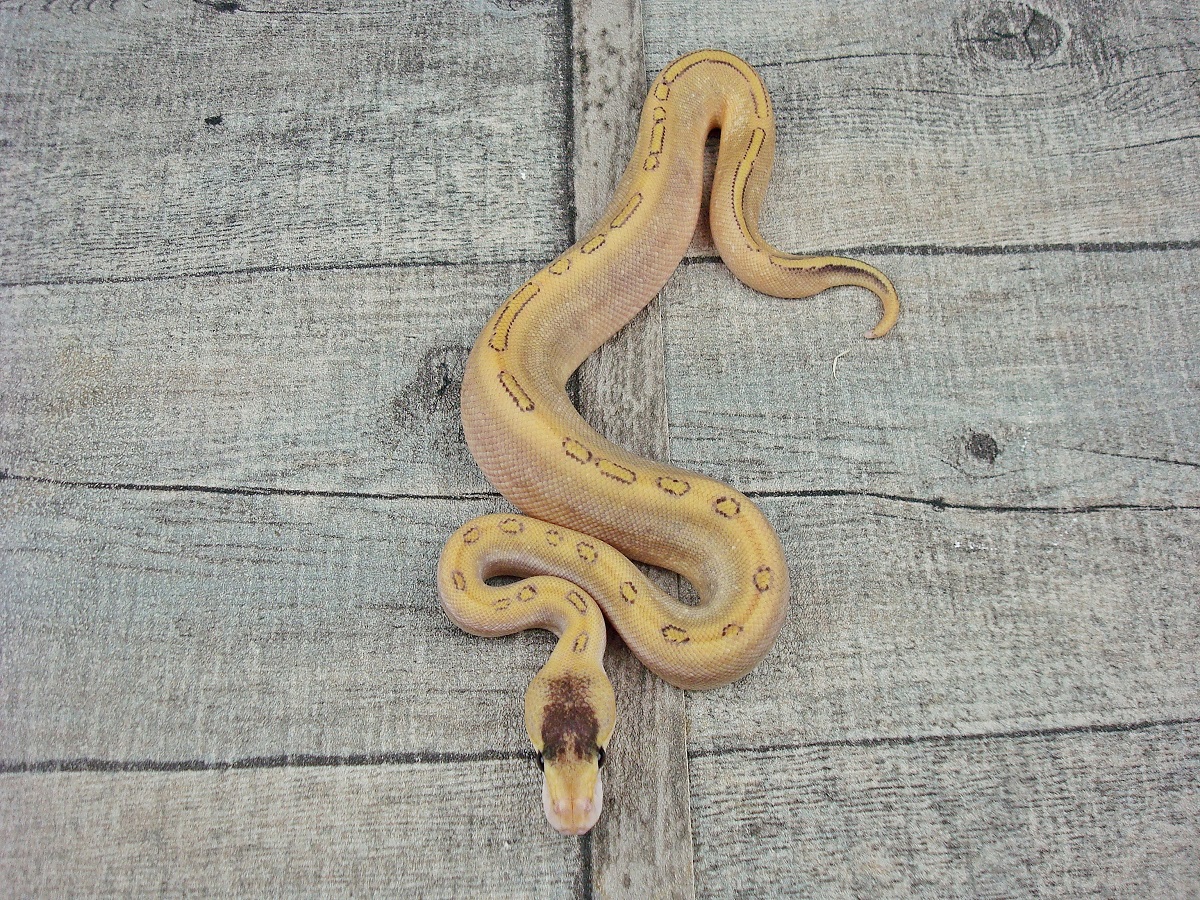 Champagne Fire Mojave Yellow Belly