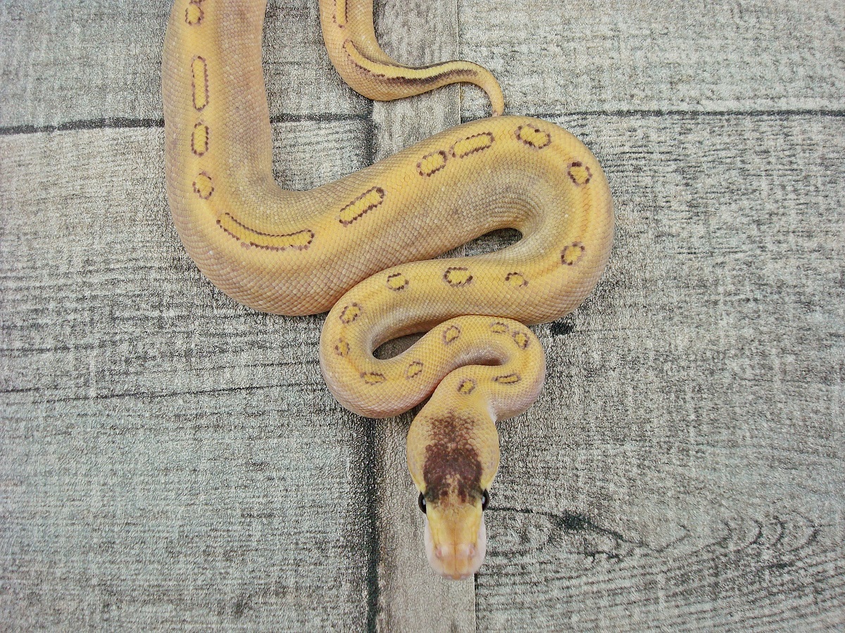 Champagne Fire Mojave Yellow Belly