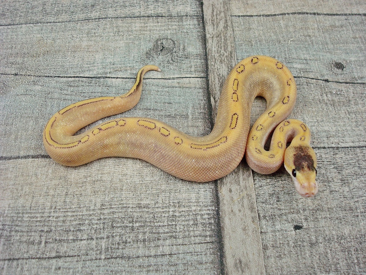 Champagne Fire Mojave Yellow Belly