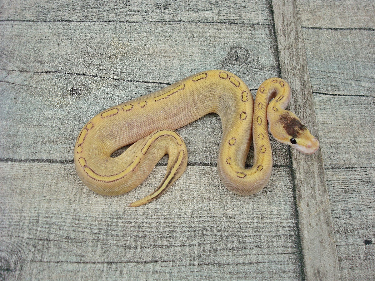 Champagne Fire Mojave Yellow Belly