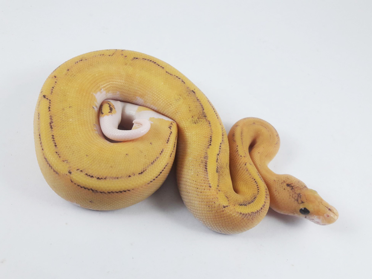 Champagne Fire Pastel Yellow Belly