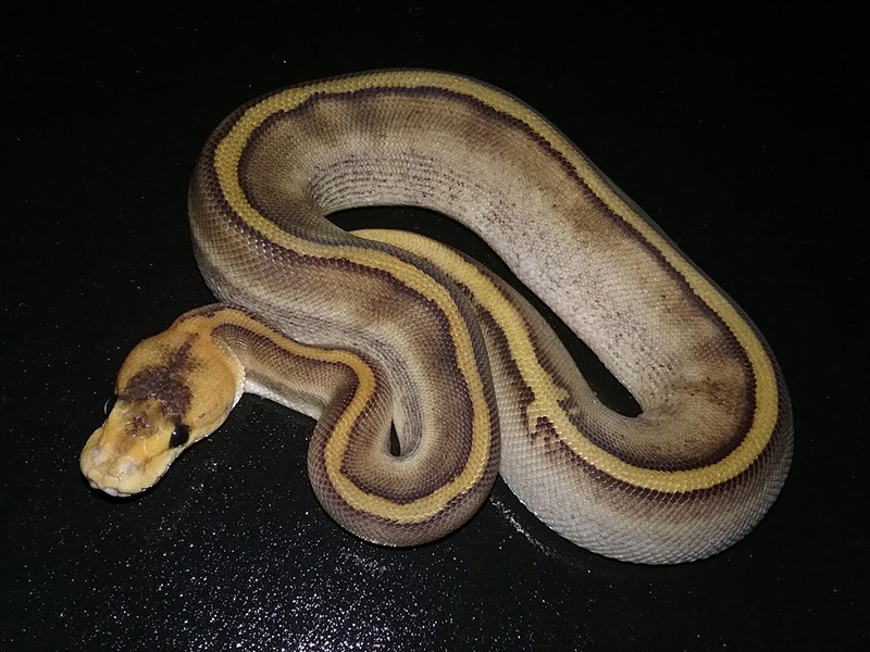 Champagne Genetic stripe