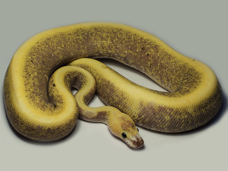 Gallery of Ghi Albino Ball Python.