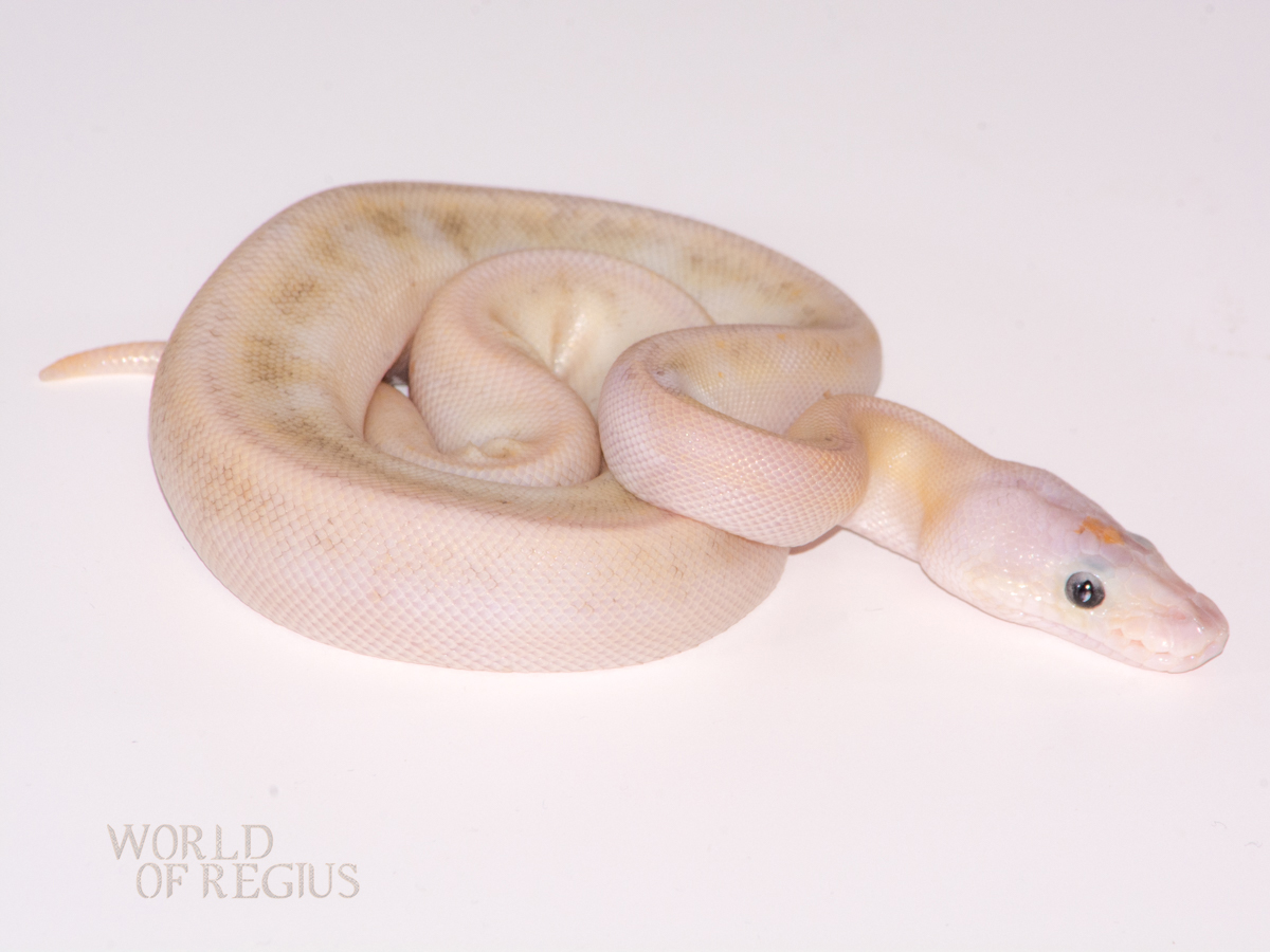 Champagne Ghost Mojave Pastel Pinstripe