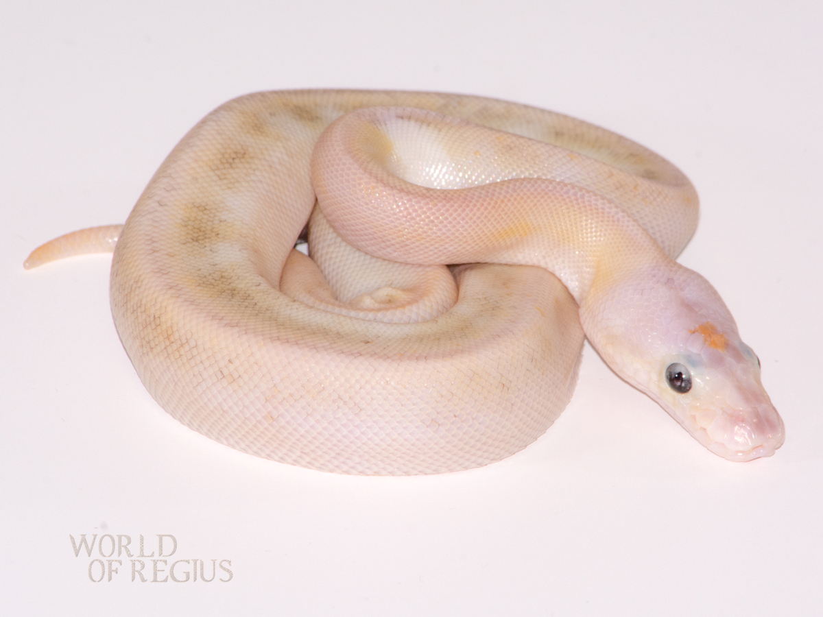 Champagne Ghost Mojave Pastel Pinstripe