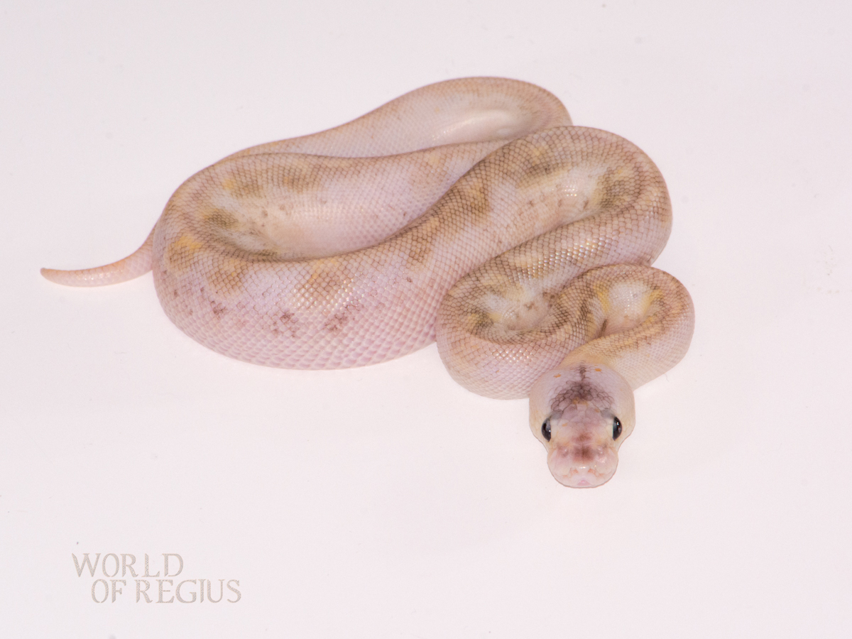 Champagne Ghost Mojave Pastel