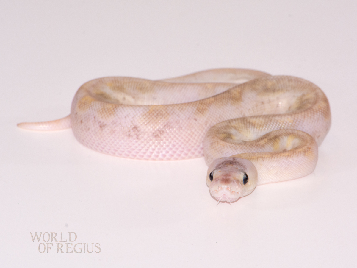 Champagne Ghost Mojave Pastel