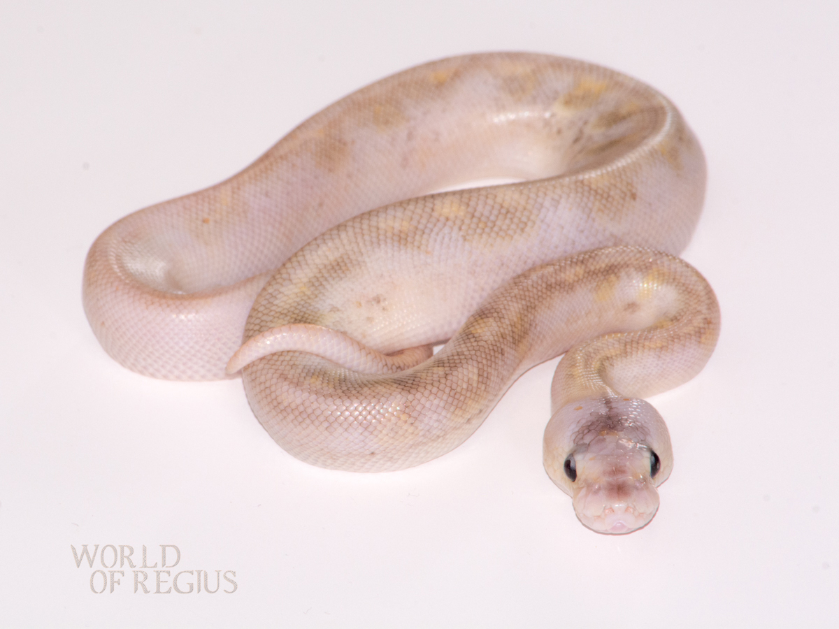 Champagne Ghost Mojave Pastel