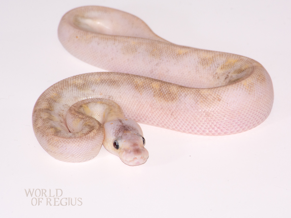 Champagne Ghost Mojave Pastel