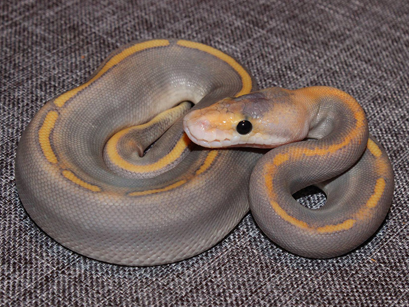 Champagne Ghost Mojave