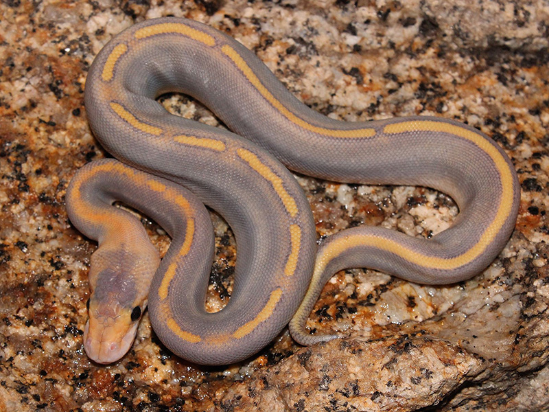 Champagne Ghost Mojave