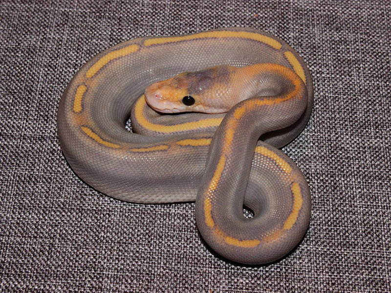 Champagne Ghost Mojave