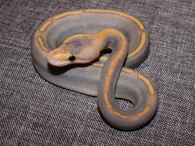 Champagne Ghost Mojave