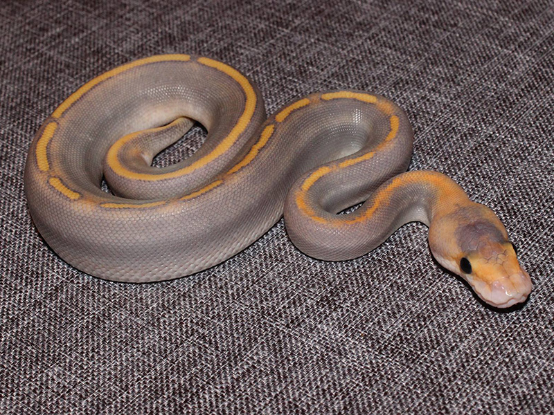 Champagne Ghost Mojave