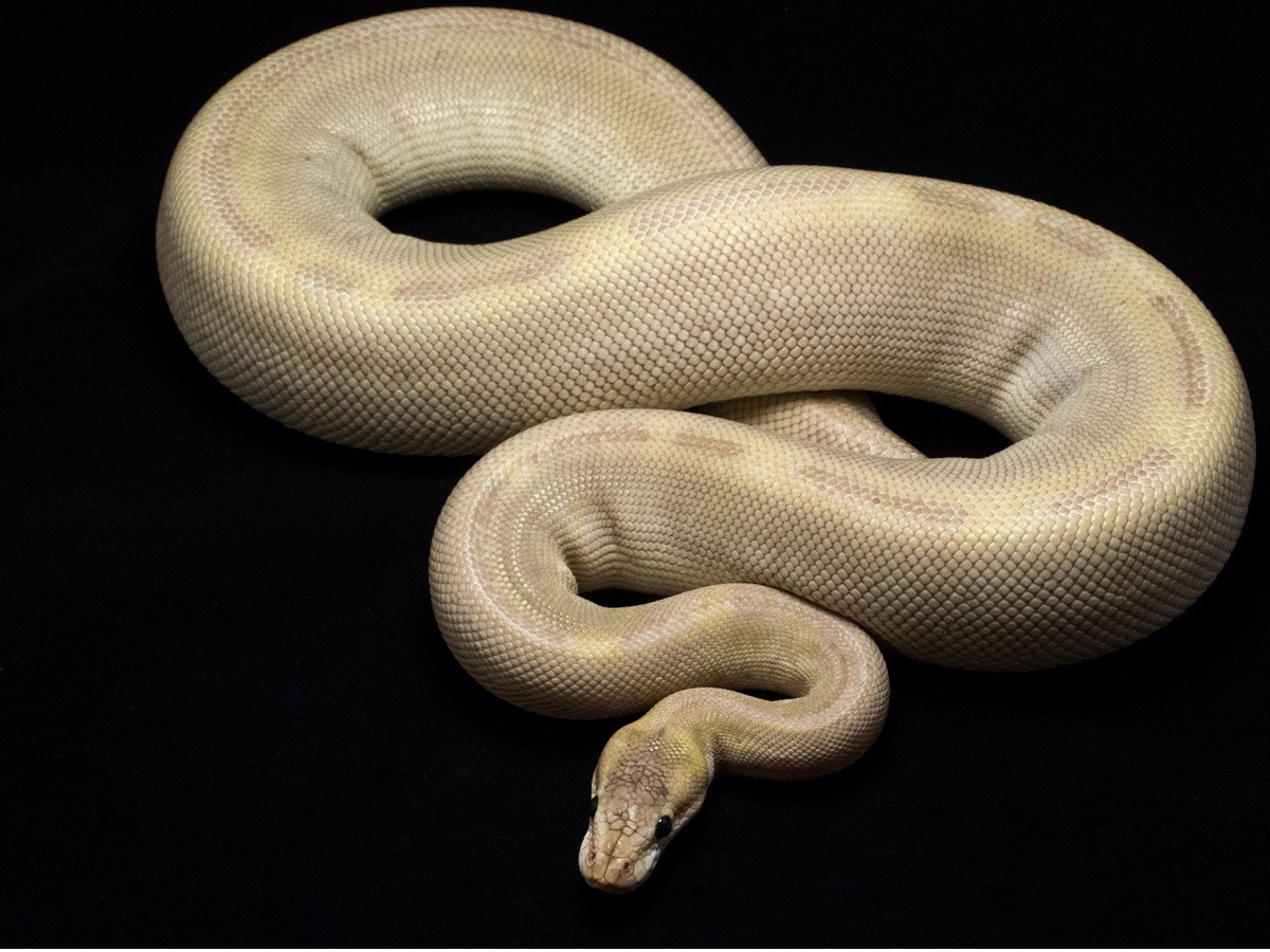 Champagne Ghost Mojave