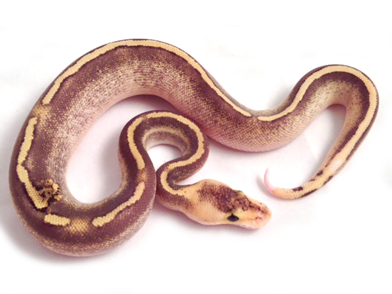 Champagne Het Red Axanthic Yellow Belly