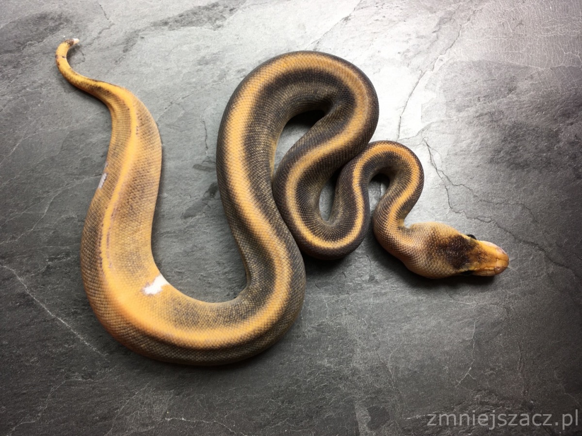 Champagne Het Red Axanthic