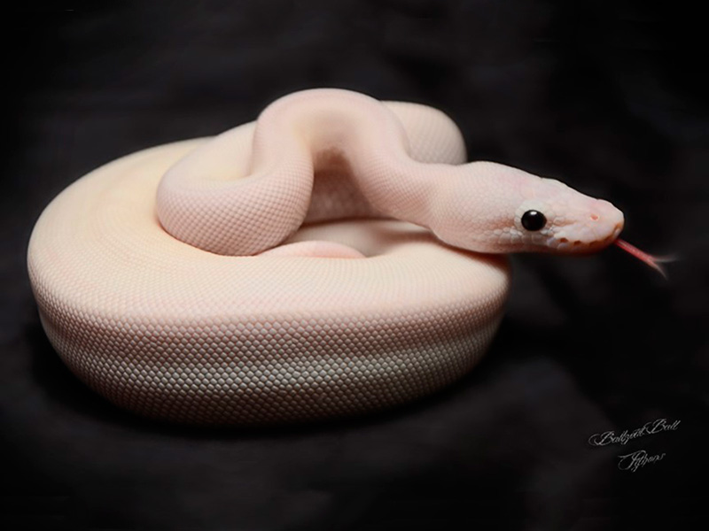 Champagne Lesser Mojave