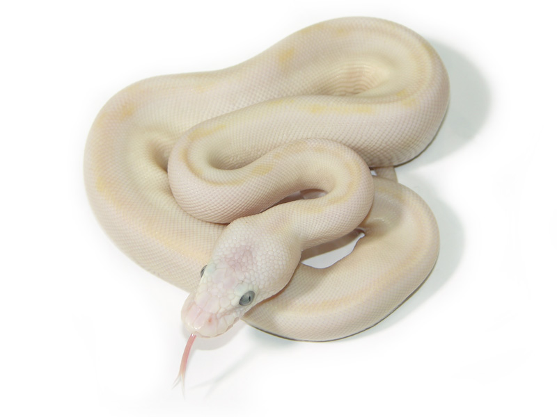 Champagne Lesser Pastel