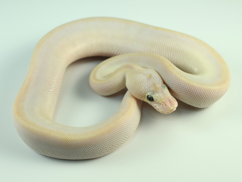 Champagne Lesser Pastel