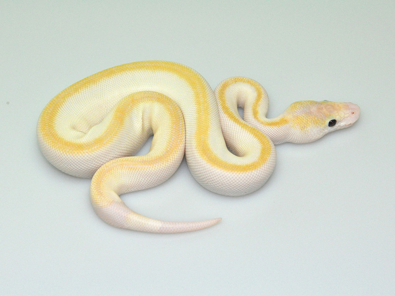 Champagne Mojave Pastel Special