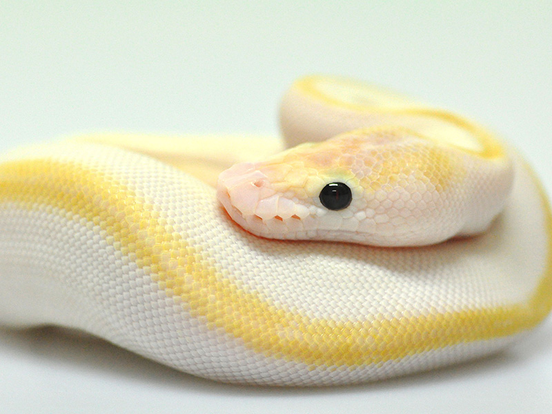 Champagne Mojave Pastel Special