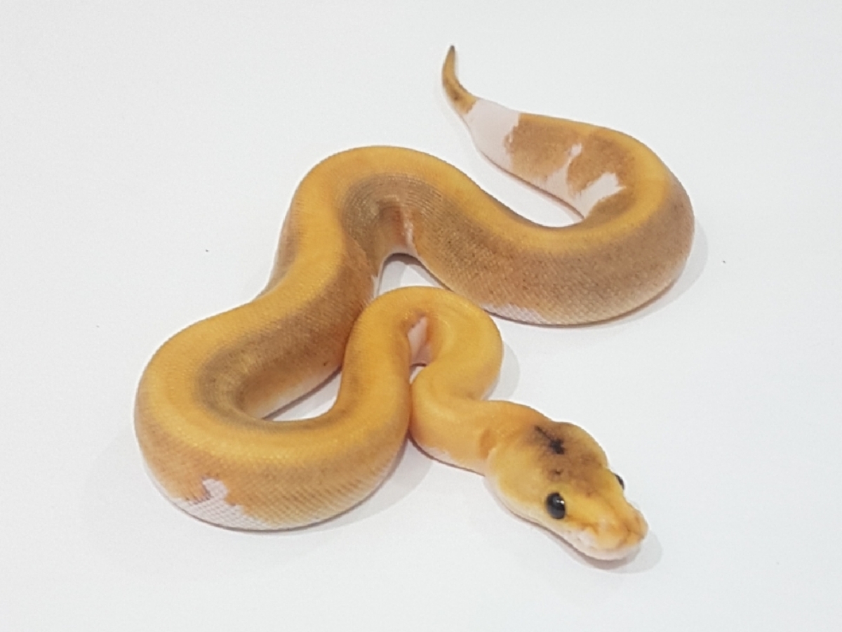 Champagne Mojave Pastel Sugar