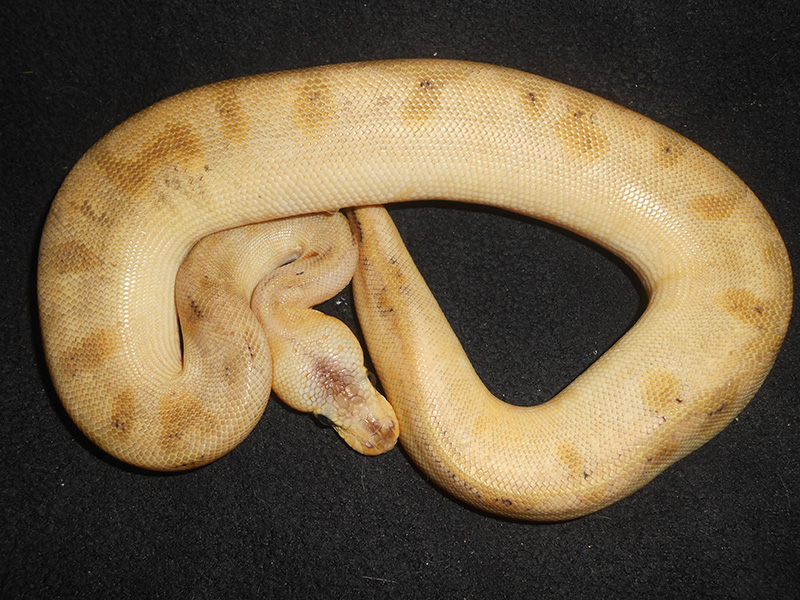 Champagne Mojave Yellow Belly