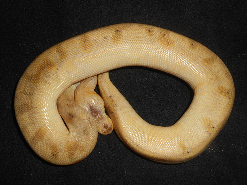 Champagne Mojave Yellow Belly