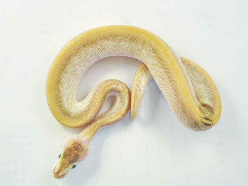 Champagne Mojave