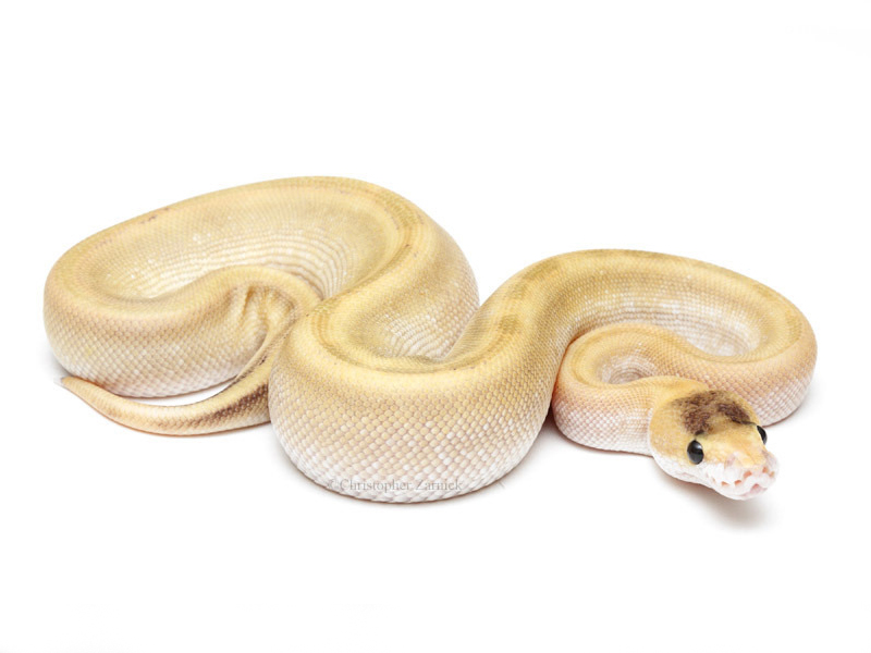 Champagne Mojave