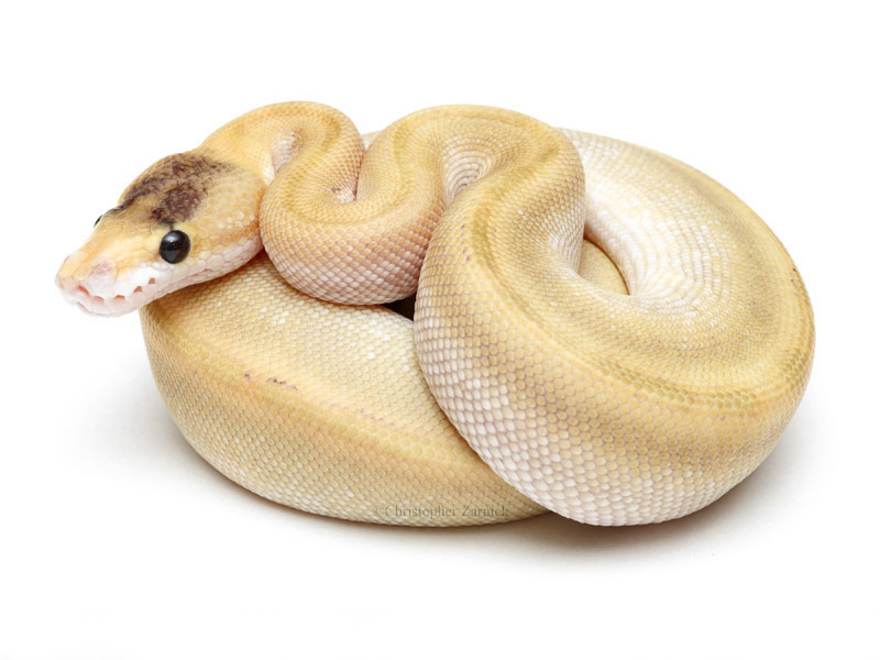 Champagne Mojave