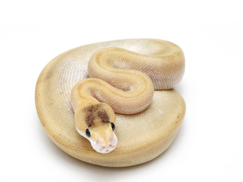 Champagne Mojave