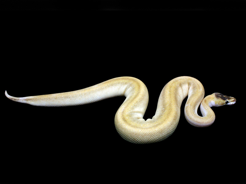 Champagne Mojave