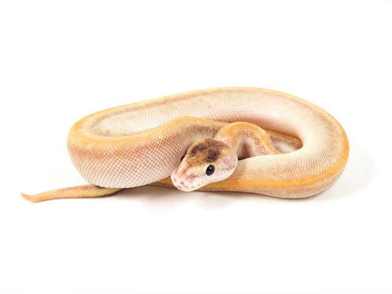 Champagne Mojave