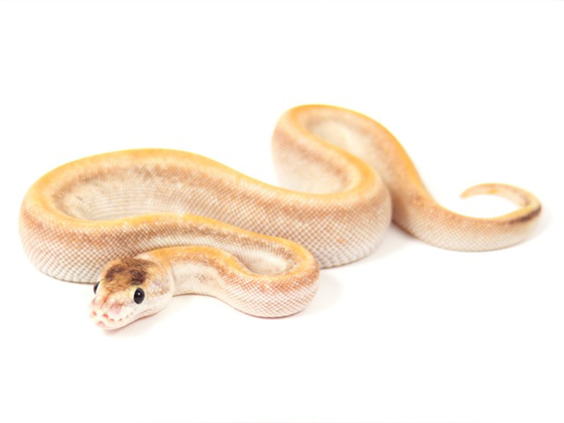 Champagne Mojave