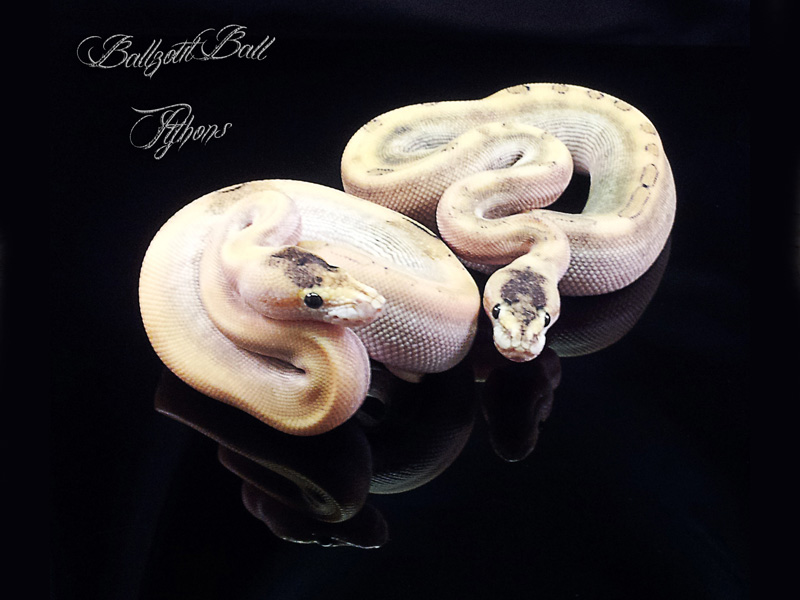 Champagne Mojave