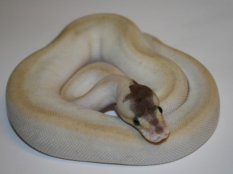 Champagne Pastel Phantom Yellow Belly