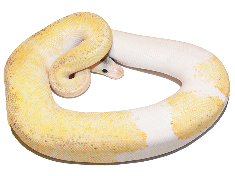 Champagne Pastel Pinstripe Yellow Belly