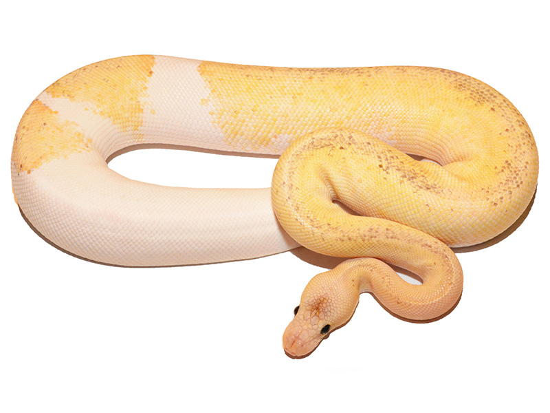 Champagne Pastel Pinstripe Yellow Belly
