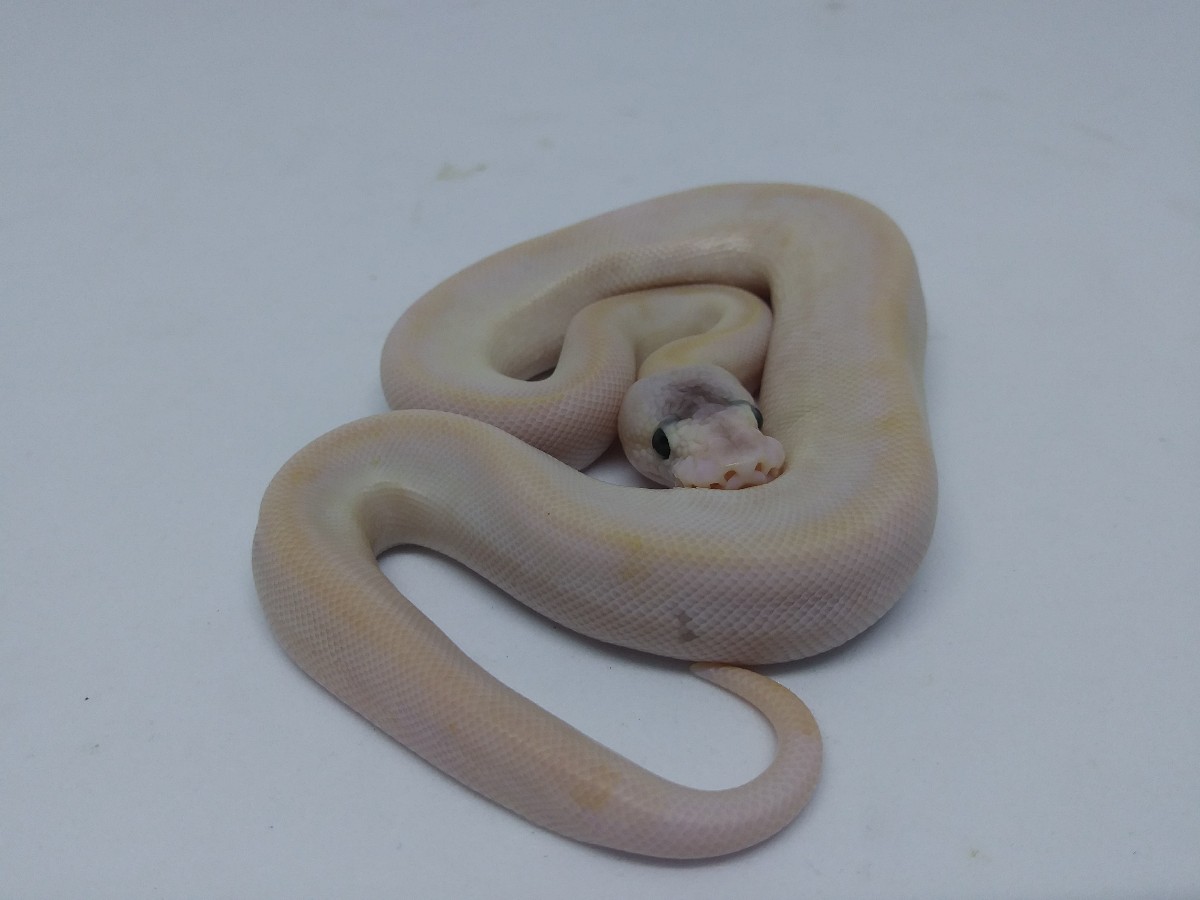 Champagne Pastel Russo Het Leucistic