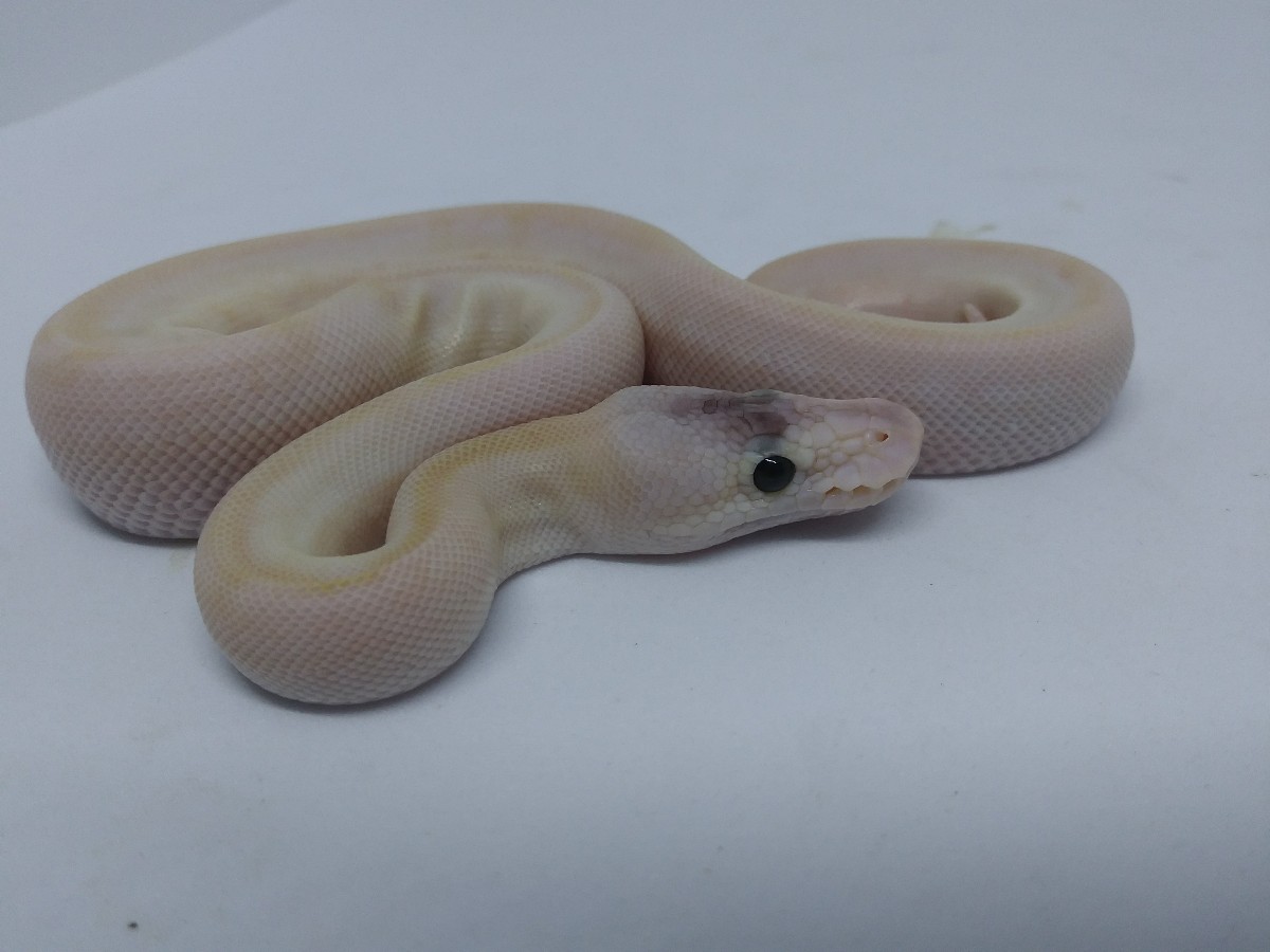 Champagne Pastel Russo Het Leucistic